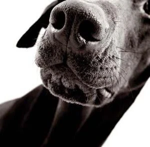 Alternative view of Tecco Inkjet Paper Matt PM230 A4 50 vel